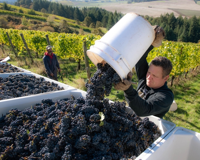 Grapes