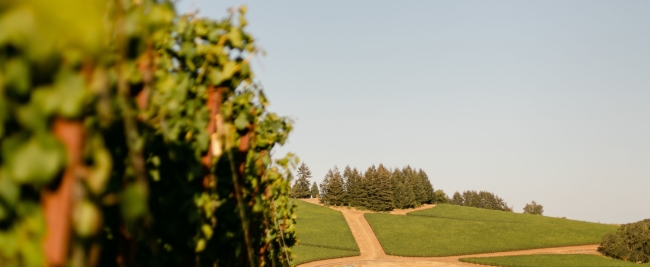 Vineyard