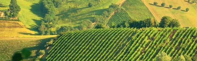 Vineyard