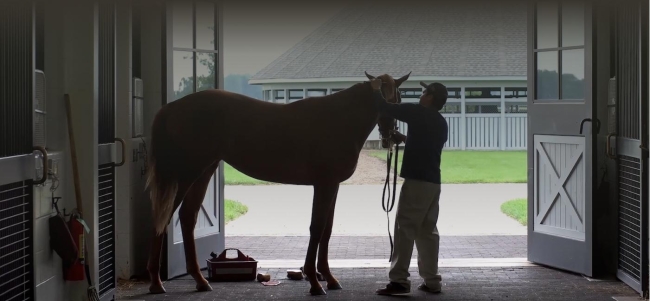 Horse