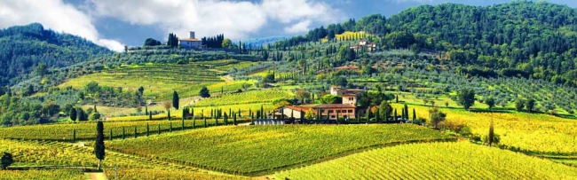 Vineyard