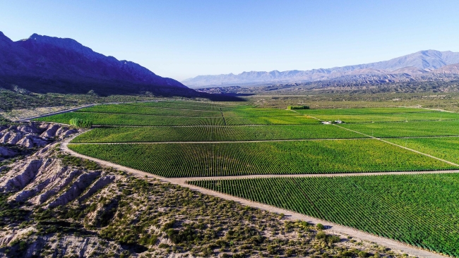 Vineyard