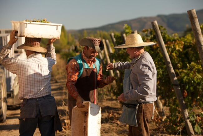 Winemakers