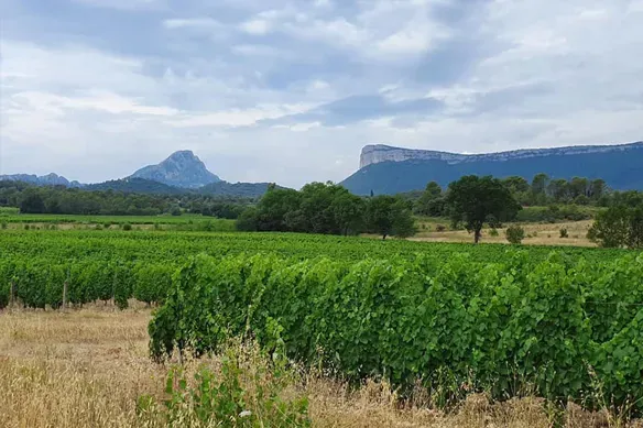 Vineyard