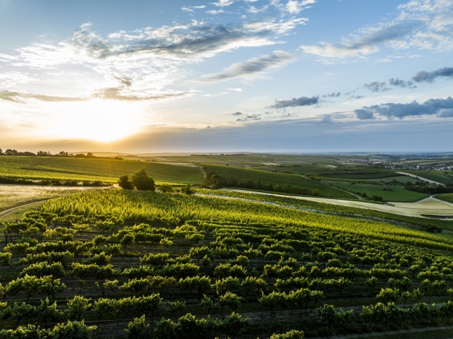 Vineyard