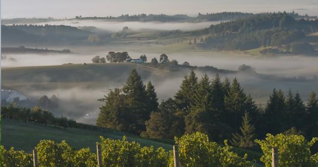 Vineyard1