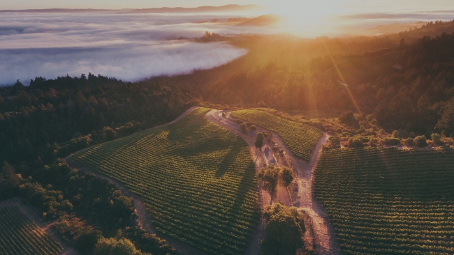 Vineyard