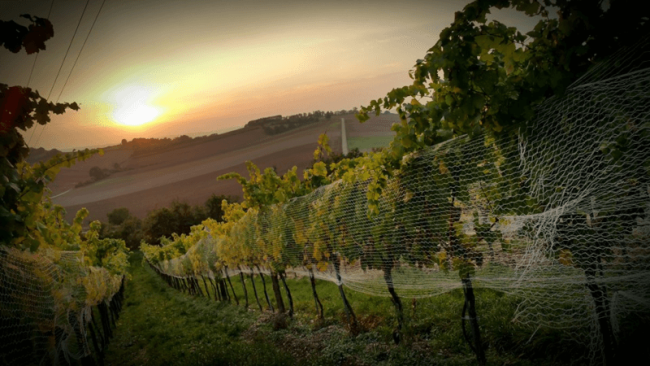 Vineyard