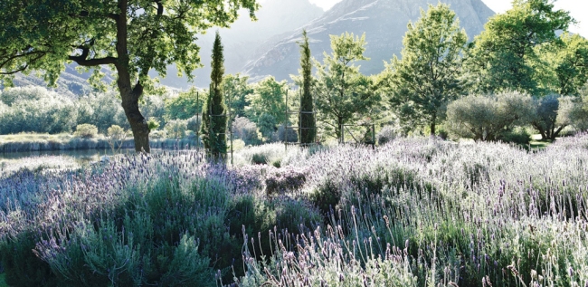Lavendar