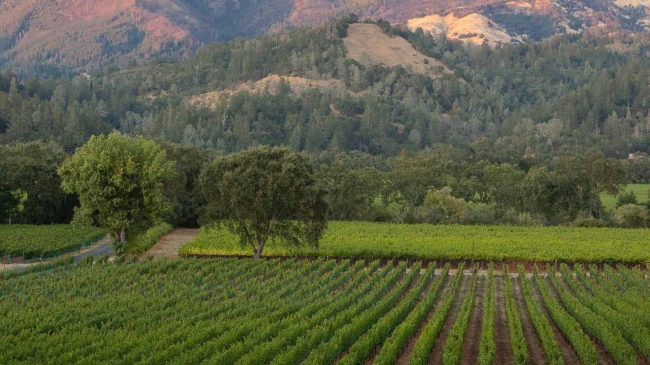 Vineyard