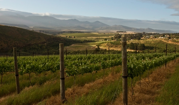 Vineyard