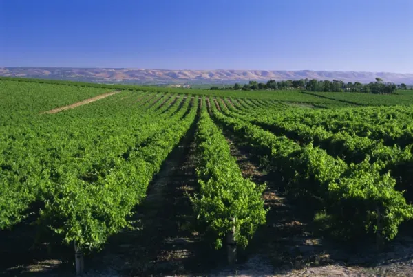 Vineyard3