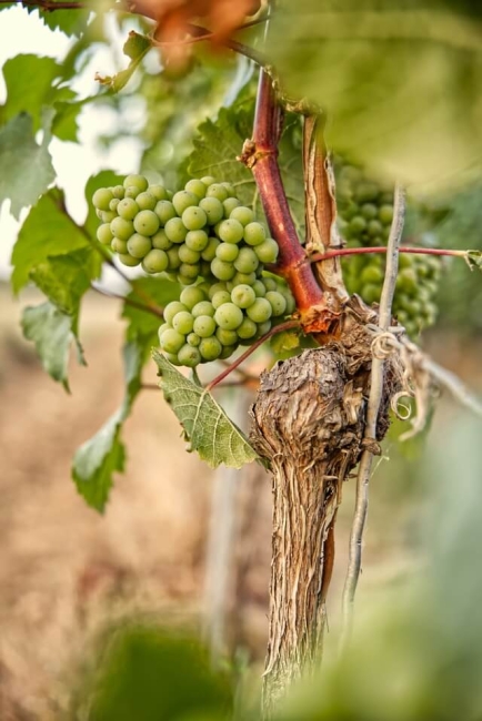 Vines