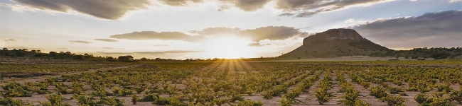 Vineyard