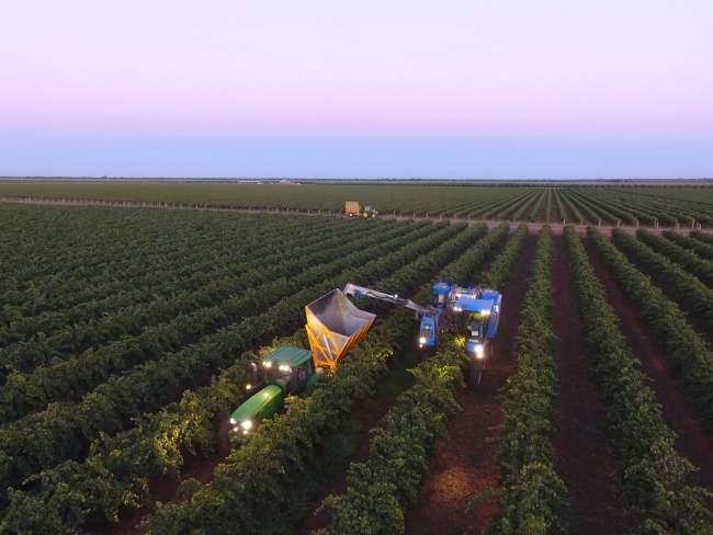 Vineyard