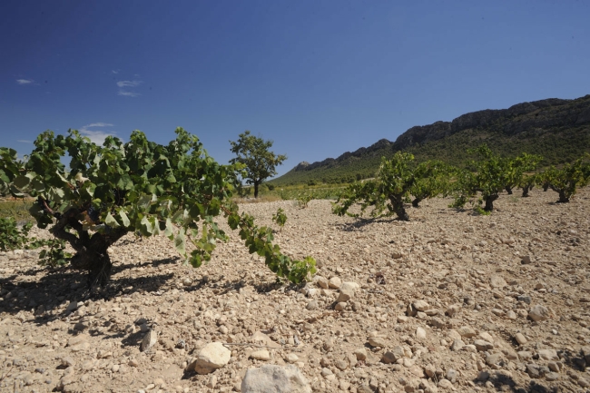Vines