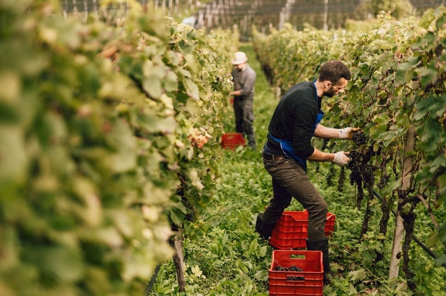 Winemaker2