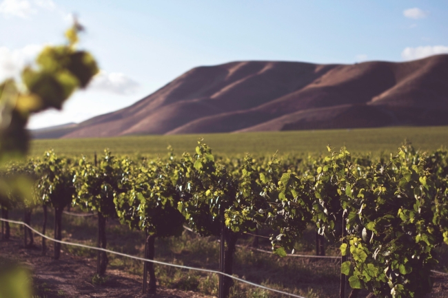 Vineyard3