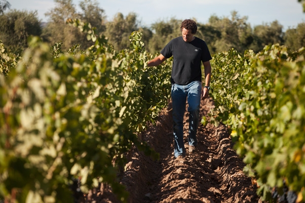 Vineyard