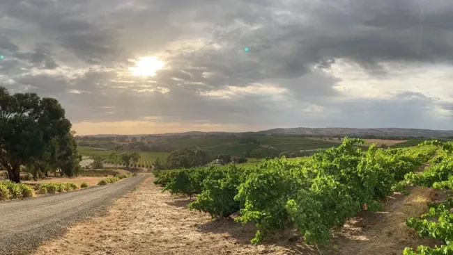 Vineyard