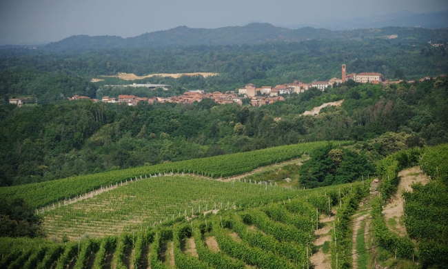 Vineyard