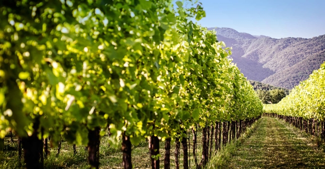 Vineyard