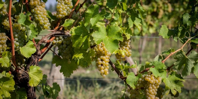 Vineyard2