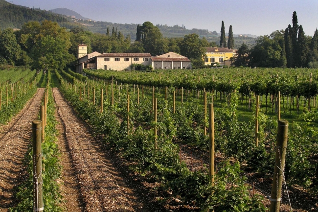 Vineyard